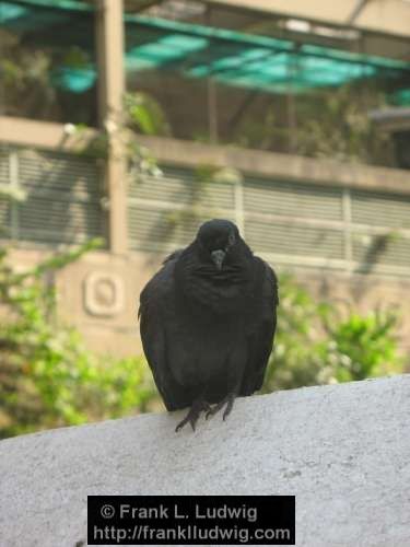 Grumpy Pigeon, Maharashtra, Bombay, Mumbai, India